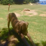 犬好きのためのオージー的元旦の過ごし方